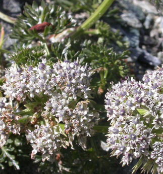 Ingredients visualization